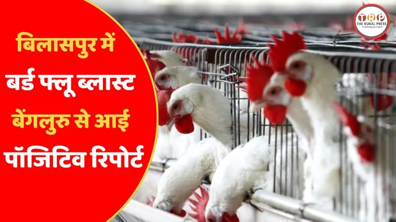 Bird Flu confirmed in Bilaspur Koni Government Poultry Farm Chhattisgarh official report.