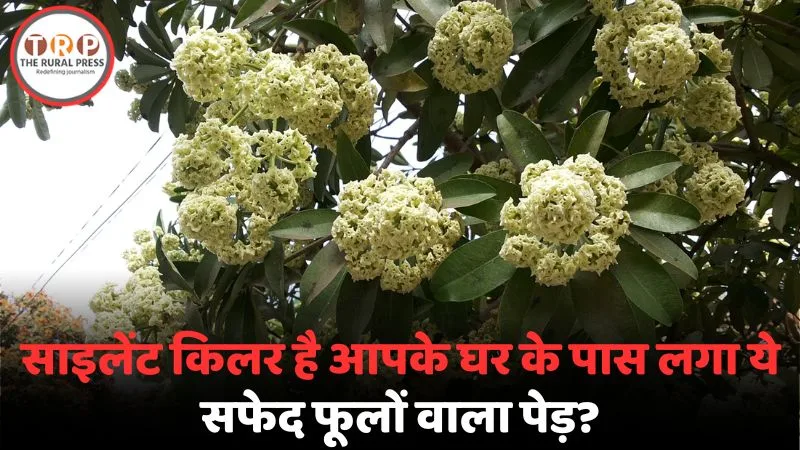 Chhattisgarh Assembly Chatim Tree