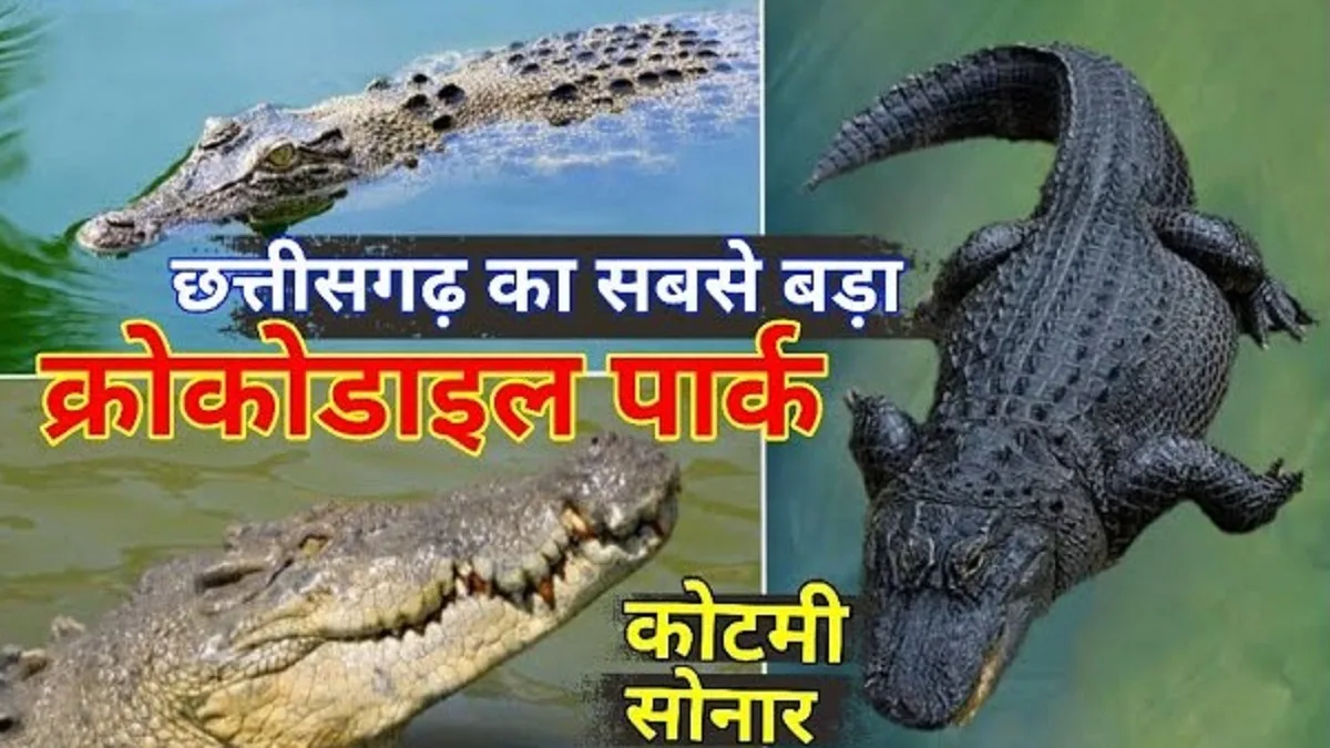 कोटमी सोनार मगरमच्छ संरक्षण रिजर्व जांजगीर-चांपा