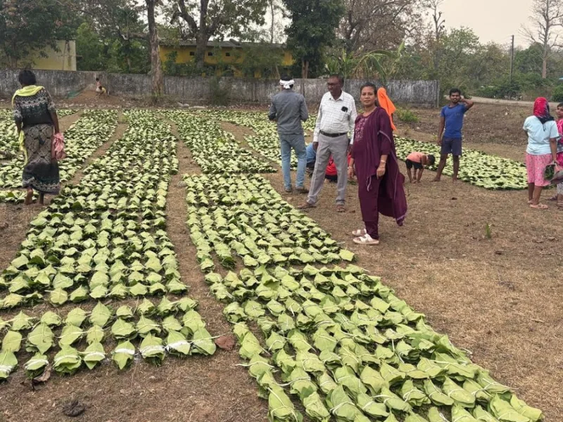 तेंदूपत्ता संग्राहकों को 5500 रुपये प्रति मानक बोरा की दर से होगा 920 करोड़ का भुगतान