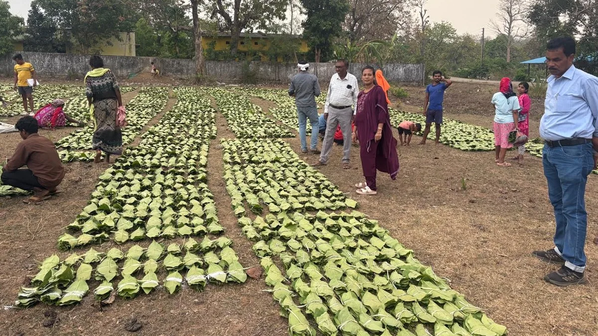 तेंदूपत्ता संग्राहकों को 5500 रुपये प्रति मानक बोरा की दर से होगा 920 करोड़ का भुगतान