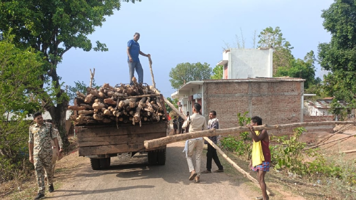 गौरेला के जंगलों में वन विभाग की सर्जिकल स्ट्राइक: 500 सागौन की बल्लियां जब्त, लकड़ी तस्करों में हड़कंप