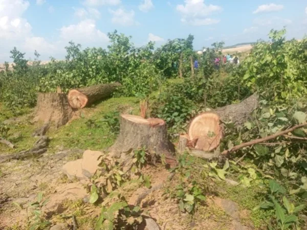 बीते तीन साल में देश में 28 लाख से ज्यादा पेड़ काटने की दी गई मंजूरी, छत्तीसगढ़ सबसे आगे