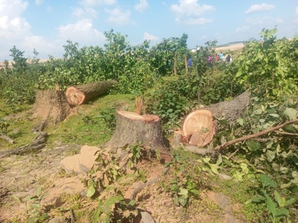 बीते तीन साल में देश में 28 लाख से ज्यादा पेड़ काटने की दी गई मंजूरी, छत्तीसगढ़ सबसे आगे