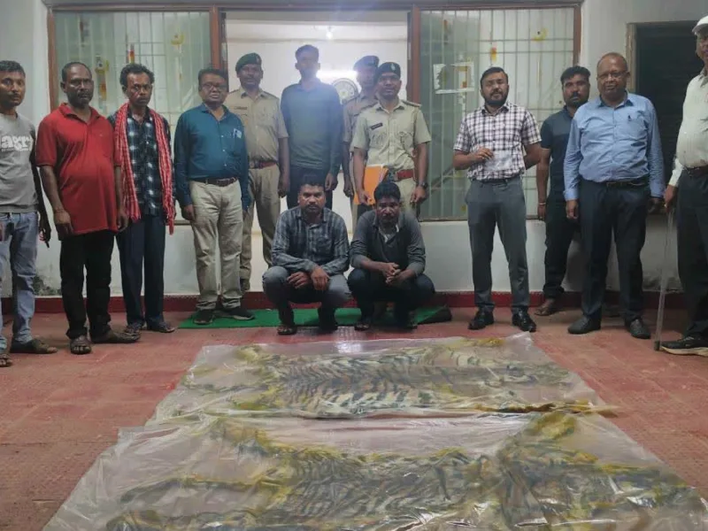 सरेंडर नक्सली भी निकले बाघ खाल के तस्कर, इंद्रावती रिजर्व से तीसरी खाल बरामद, अब तक 8 गिरफ्तार