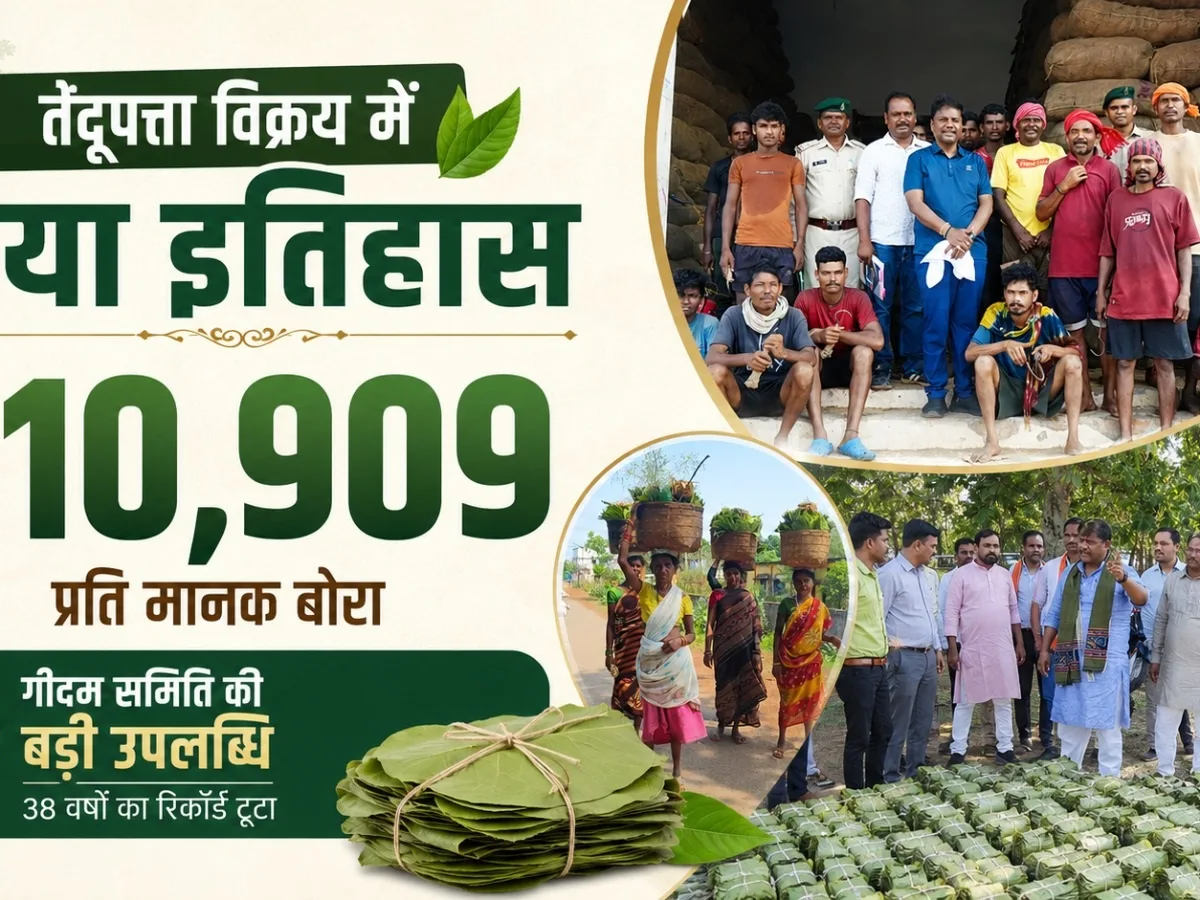 Chhattisgarh News: तेंदूपत्ता बिक्री में टूटा 38 साल का रिकॉर्ड, 4 हजार परिवारों की चमकी किस्मत