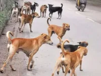 Dog sterilization: छत्तीसगढ़ में आवारा कुत्तों का बढ़ता खतरा: हाईकोर्ट ने सरकार से मांगा हर जिले का हिसाब
