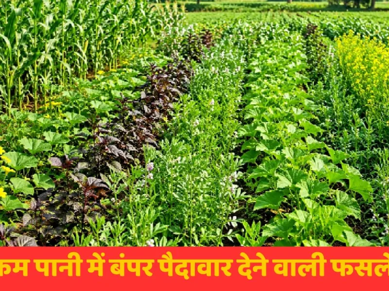 सूखे खेत में हरी-भरी बाजरा और मूंग की मिक्स फार्मिंग फसल लहराती हुई