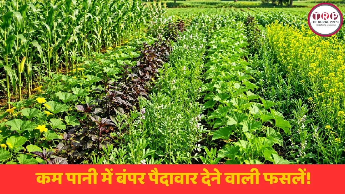 सूखे खेत में हरी-भरी बाजरा और मूंग की मिक्स फार्मिंग फसल लहराती हुई