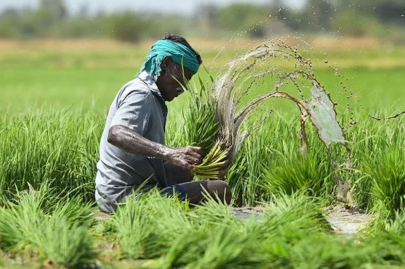 Farmer applying for PM Fasal Bima Yojana crop insurance before deadline