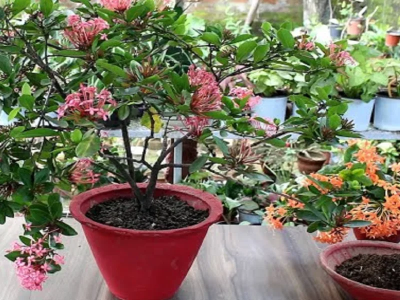 Monsoon Plant Care: बारिश के मौसम में पौधों की देखभाल के 10 आसान और असरदार टिप्स