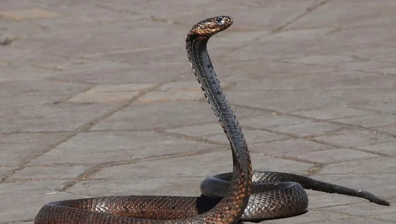 सर्पदंश मुआवजा घोटाला