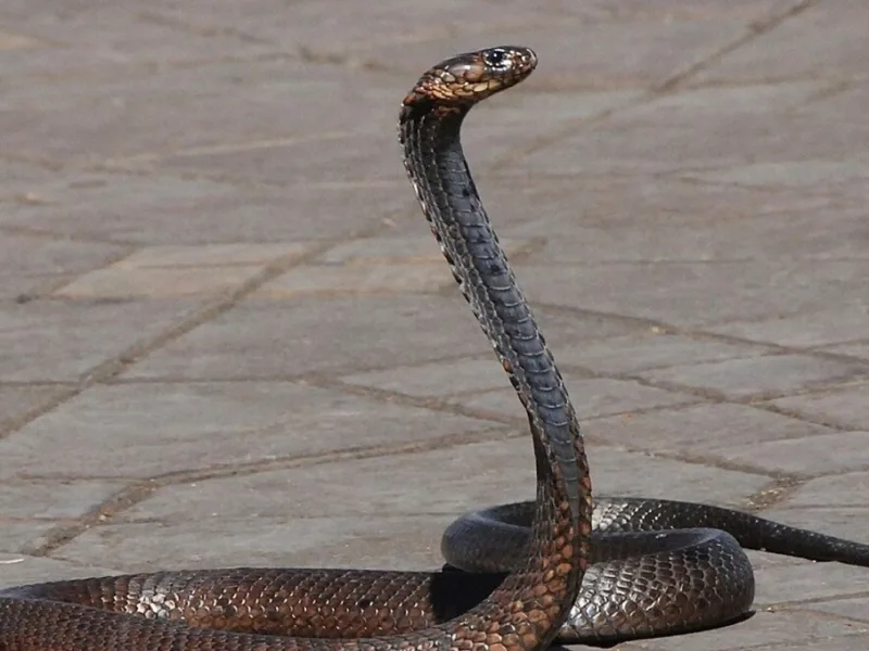 Snake Bite Scam: बिलासपुर सर्पदंश मुआवजा घोटाला: एसडीएम कार्यालय और तहसील के तीन बाबू गिरफ्तार