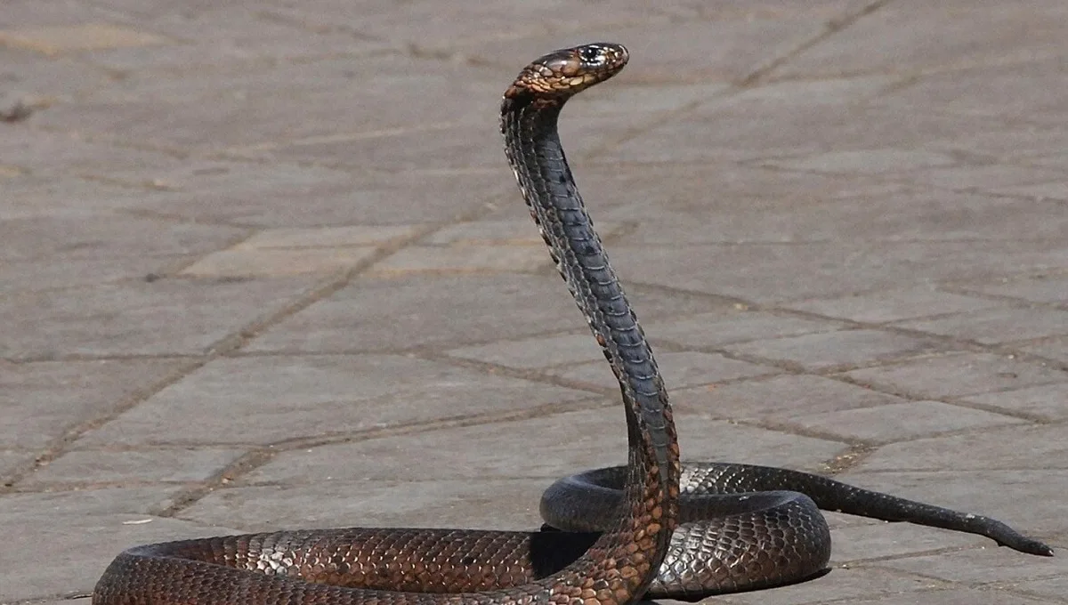 सर्पदंश मुआवजा घोटाला