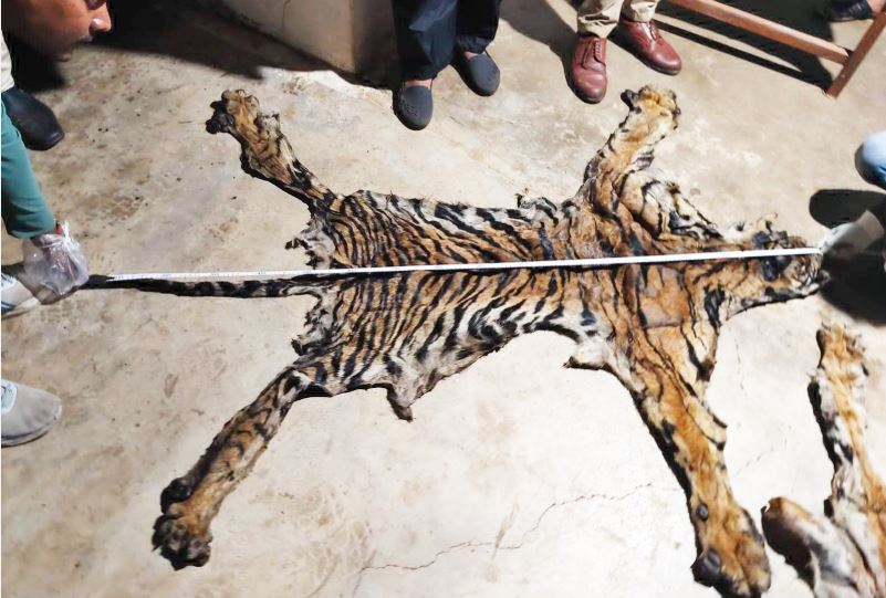 बाघों के खाल की तस्करी मामले में बड़ी कार्रवाई, पासेवाड़ा रेंजर, डिप्टी रेंजर और बीट गार्ड निलंबित