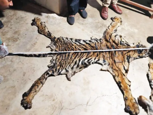 छत्तीसगढ़ के टाइगर रिजर्व में जारी है बाघों का शिकार, वन अमले ने बाघ के खाल सहित दो संदिग्धों को किया गिरफ्तार