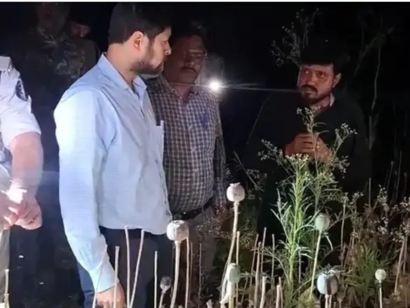 Durg Opium Cultivation Case: छत्तीसगढ़ के समोदा में अफीम खेती मामले में 939 पन्नों की चार्जशीट पेश, 79 गवाह, मक्के की फसल के बीच उगाई गई थी अफीम