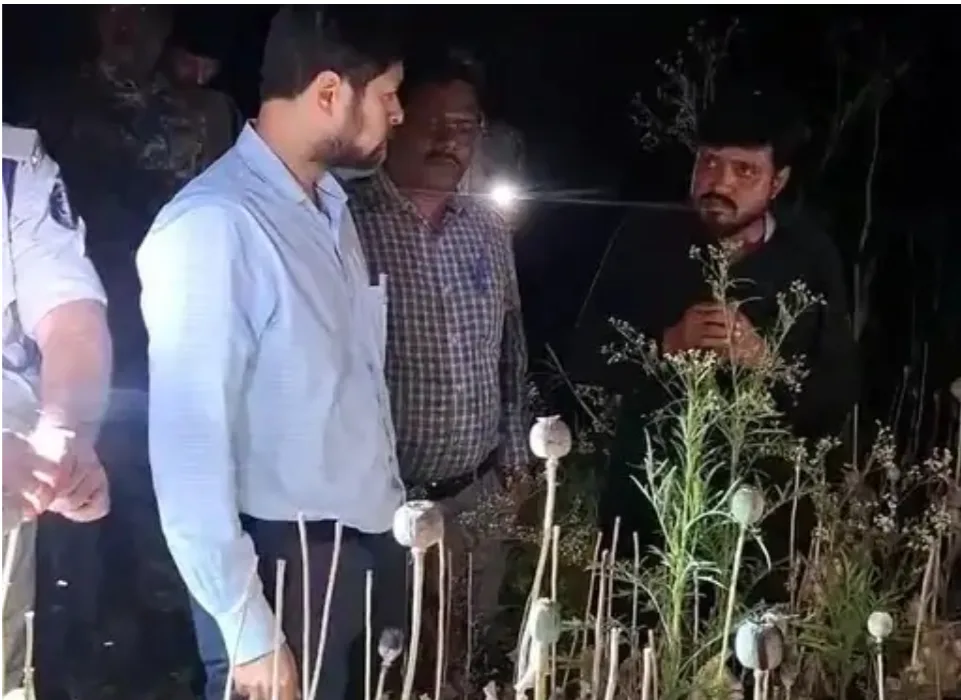 छत्तीसगढ़ के समोदा में अफीम खेती मामले में 939 पन्नों की चार्जशीट पेश, 79 गवाह, मक्के की फसल के बीच उगाई गई थी अफीम