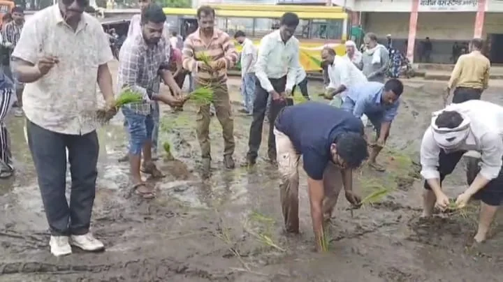 Congress members plant paddy saplings in the mud-filled potholes
