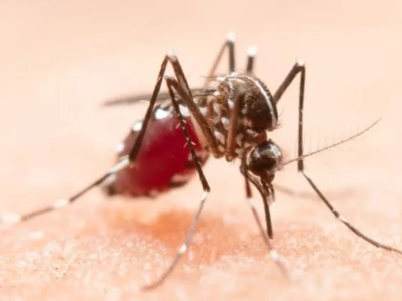 india-first-dengue-vaccine: भारत में पहली डेंगू वैक्सीन QDENGA को मंजूरी, जानें किस उम्र के लोगों को लग सकेगी डेंगू वैक्सीन