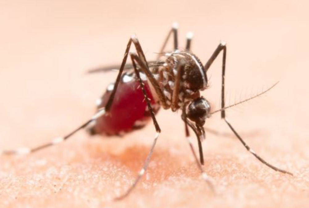 india-first-dengue-vaccine: भारत में पहली डेंगू वैक्सीन QDENGA को मंजूरी, जानें किस उम्र के लोगों को लग सकेगी डेंगू वैक्सीन