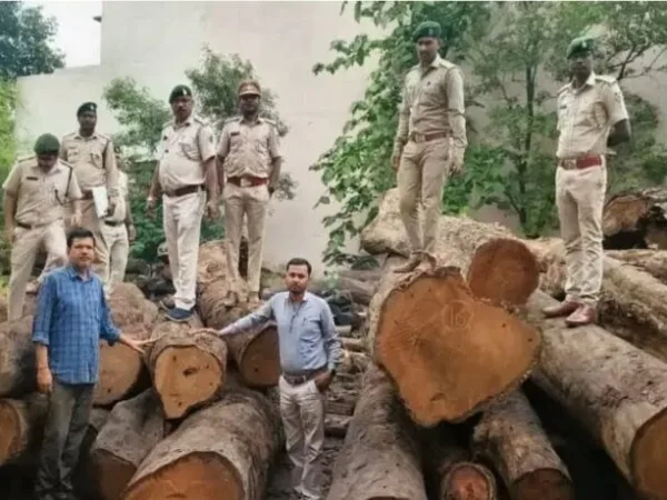 Raipur: साल के पेड़ों की हुई विधिवत कटाई, मगर लाखों की लकड़ियां पहुंचा दी गई आरा मिल में, वन विभाग ने की छापामार कार्रवाई 