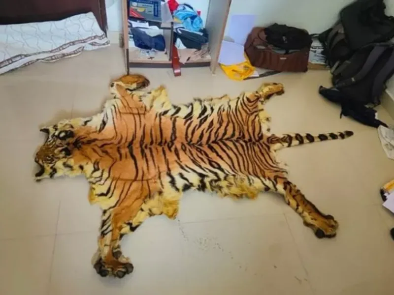 Global Tiger Day पर सूरजपुर में बड़ी कार्रवाई: बाघ की खाल के साथ 5 तस्कर गिरफ्तार, WCCB ने तोड़ा तस्करी का जाल