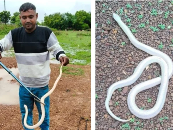 Durg: छत्तीसगढ़ में पहली बार दिखा दुर्लभ सफेद करैत, प्रकृति का अनमोल खजाना आया सामने