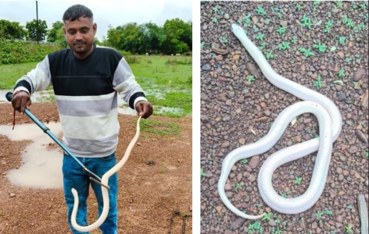 Durg: छत्तीसगढ़ में पहली बार दिखा दुर्लभ सफेद करैत, प्रकृति का अनमोल खजाना आया सामने