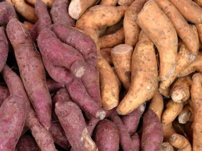 Healthy Diet Tips: 40 के बाद शुगर-BP है तो डाइट में जरूर शामिल करें ‘Yam’, न्यूट्रिशनिस्ट ने बताई वजह