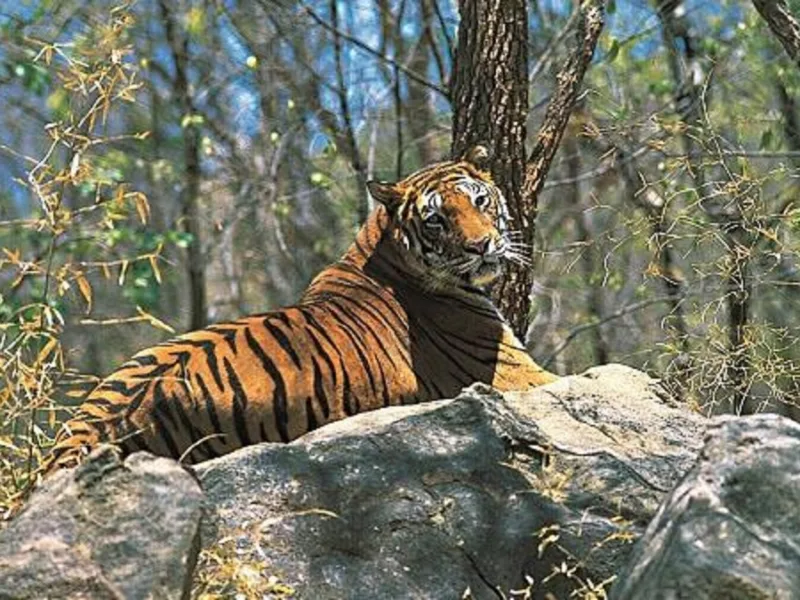 Image ALT Text: A tiger walking through the natural forest corridor between Madhya Pradesh and Achanakmar Tiger Reserve in Chhattisgarh