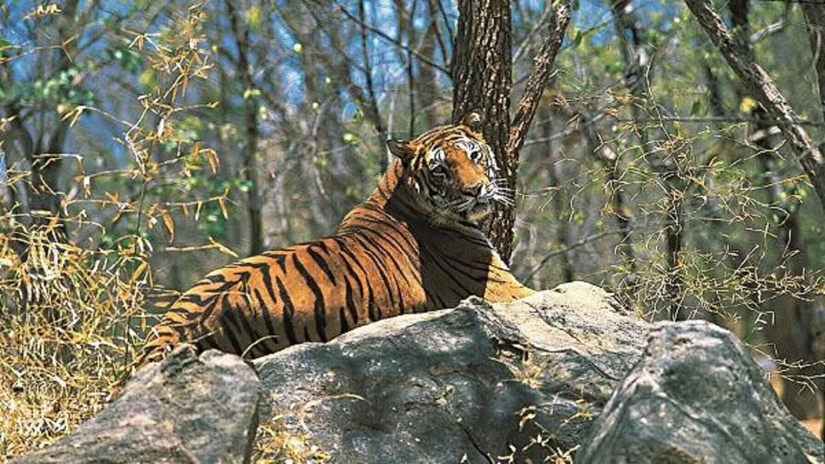 Image ALT Text: A tiger walking through the natural forest corridor between Madhya Pradesh and Achanakmar Tiger Reserve in Chhattisgarh