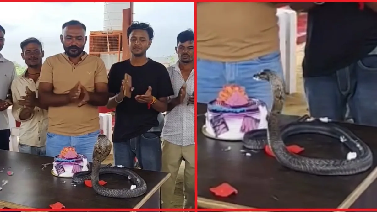 टेबल पर फन फैलाए बैठा कोबरा और सामने रखा बर्थडे केक
