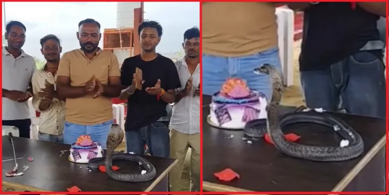टेबल पर फन फैलाए बैठा कोबरा और सामने रखा बर्थडे केक