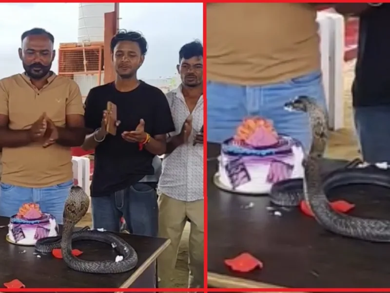 टेबल पर फन फैलाए बैठा कोबरा और सामने रखा बर्थडे केक