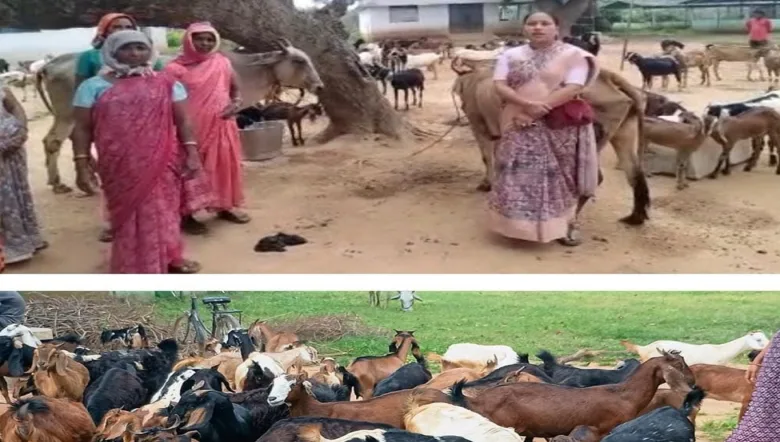 बकरी पालन से रखी सफलता की नींव