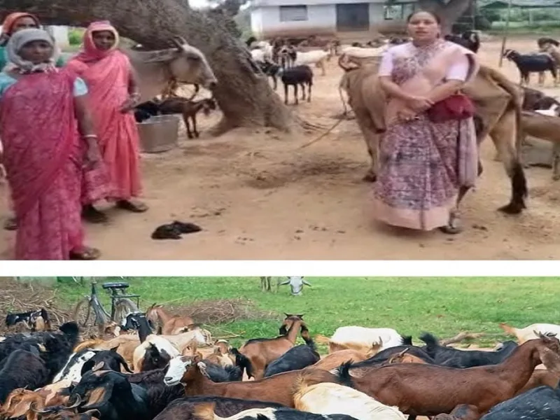 बकरी पालन से रखी सफलता की नींव