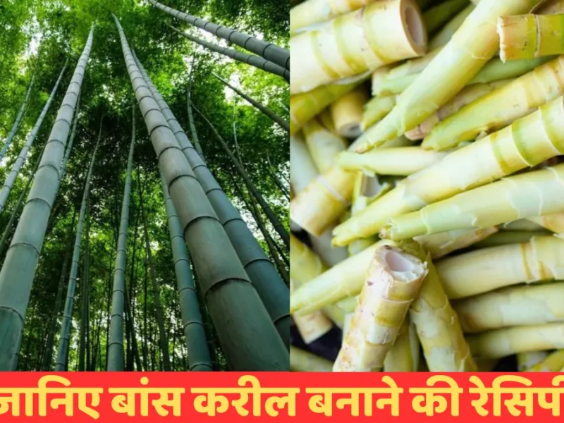 Bamboo Sabji Recipe: बांस करील में हैं स्वाद की भरमार, जानिए इसे बनाने की रेसिपी