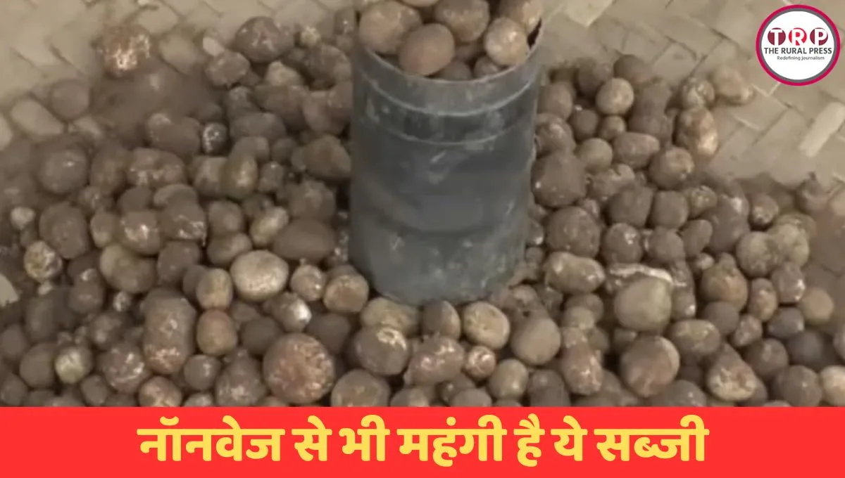 बस्तर का बोड़ा बाजार में 1200 रुपये प्रति किलो, जगदलपुर हाट बाजार में साल के पेड़ के नीचे मिलने वाली बोड़ा सब्जी