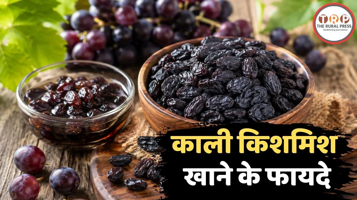 Black raisins soaked in a small bowl for health benefits