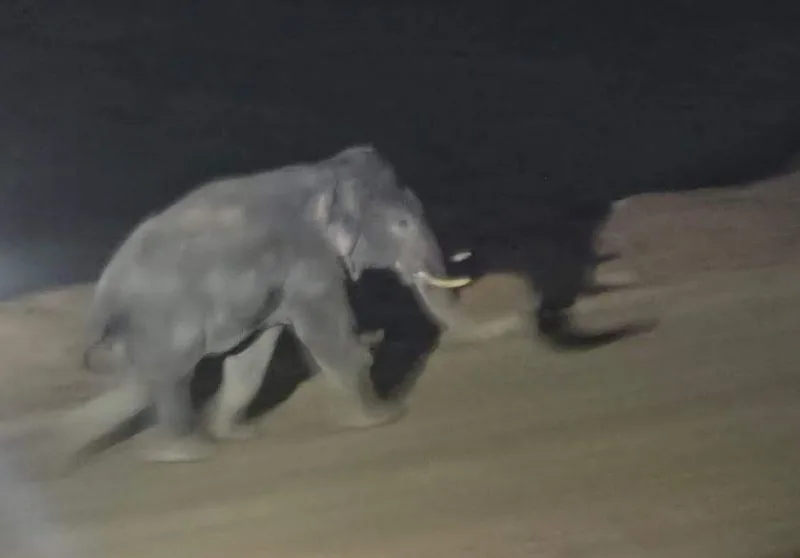 ELEPHANT Enters PEKB Coal Mine