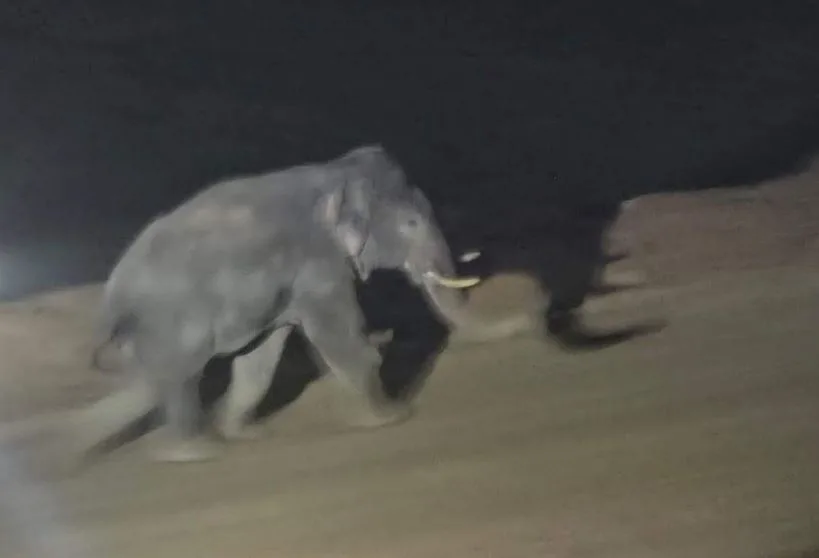 ELEPHANT Enters PEKB Coal Mine