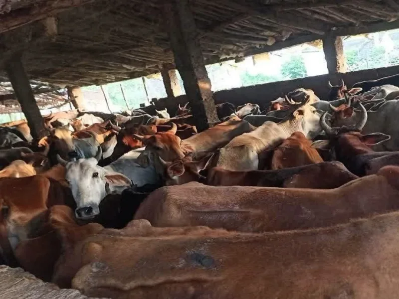 Cattle at Fundhar Gauthan in Raipur facing fodder and treatment shortage