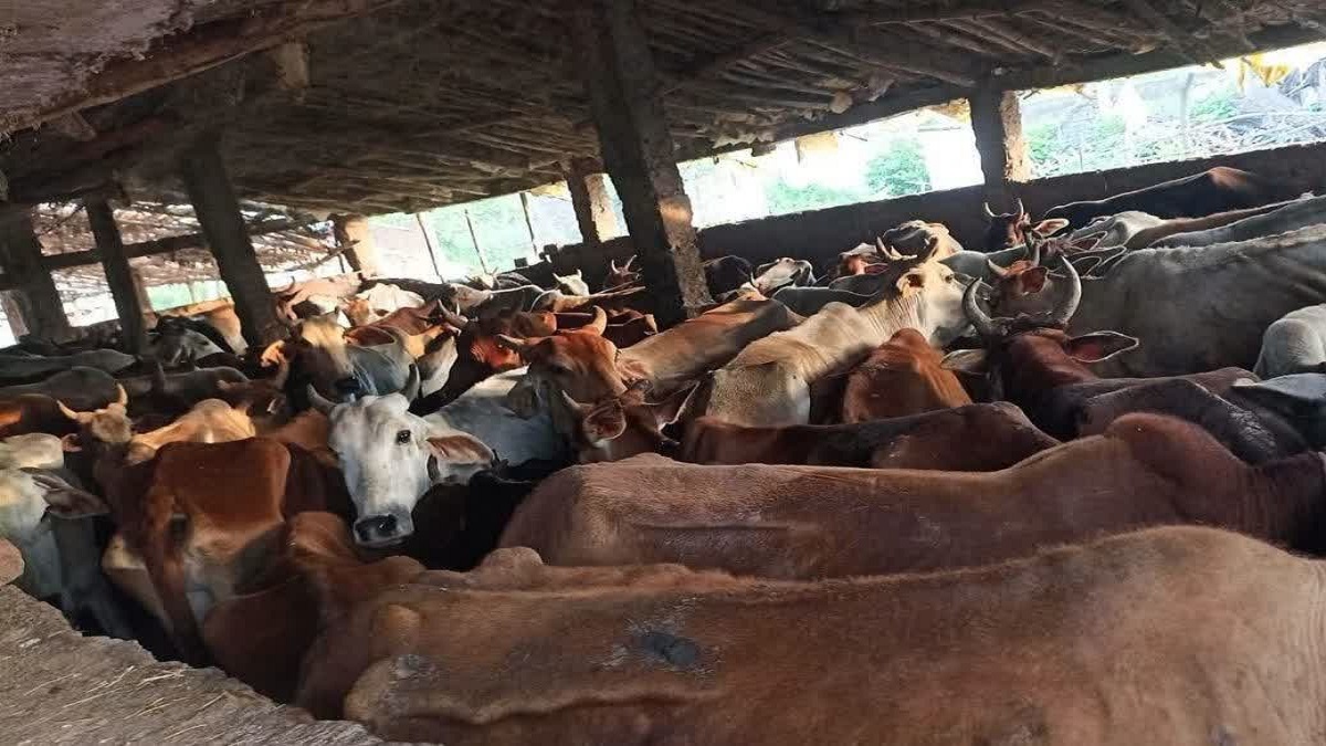 Fundhar Gauthan: 260 गायों का था एग्रीमेंट, निगम ने भेज दी 685; न भुगतान, न चारा, कैसे बचेंगी गाय?