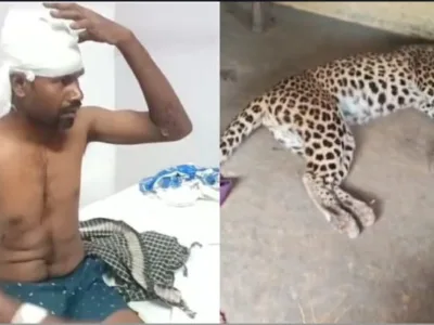 DHAMTARI: आधी रात घर में घुसा तेंदुआ, 2 युवकों पर हमला, संघर्ष में तेंदुए की मौत