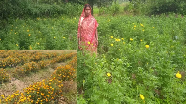 Mahasamund farmer cultivating marigold flowers under horticulture farming scheme