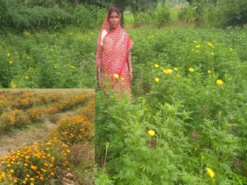 Agriculture Tips: धान की खेती छोड़ फूलों पर लगाया दांव, गेंदा ने बदल दी किसान की कमाई; जानिए कैसे हुई 2.07 लाख की आय