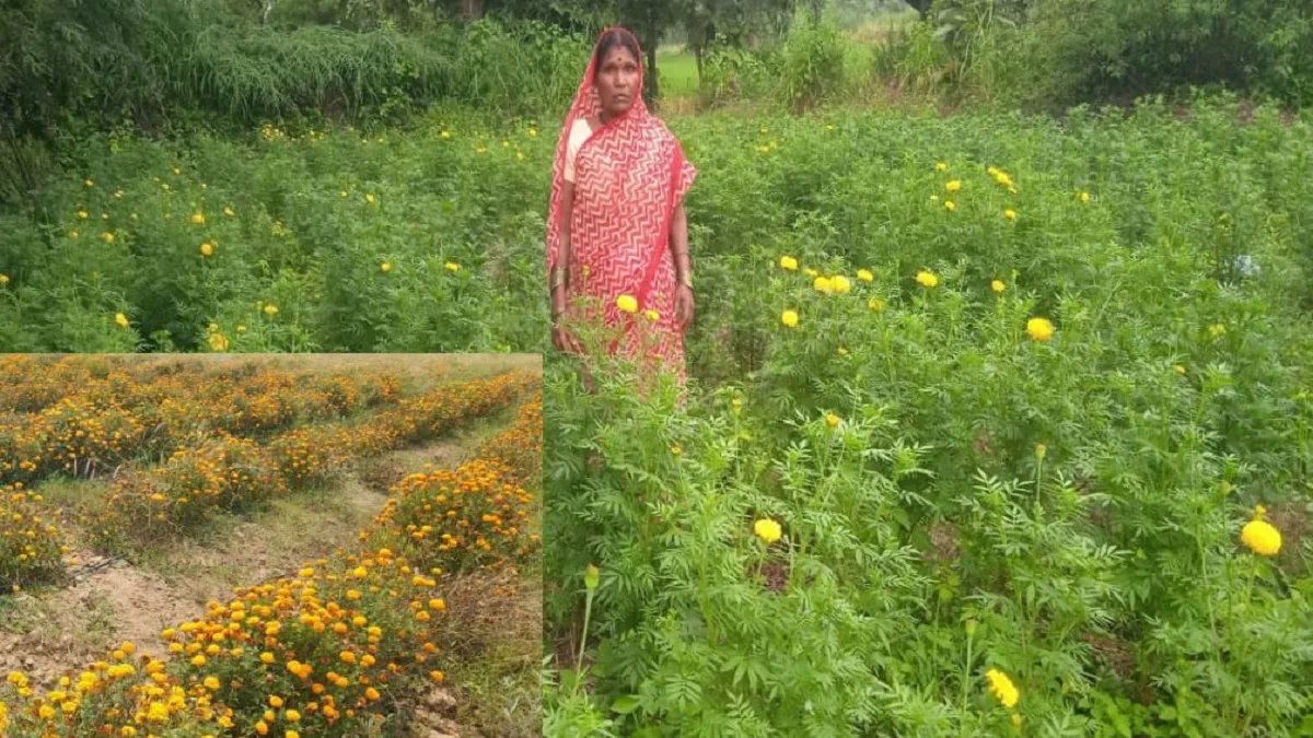 Mahasamund farmer cultivating marigold flowers under horticulture farming scheme