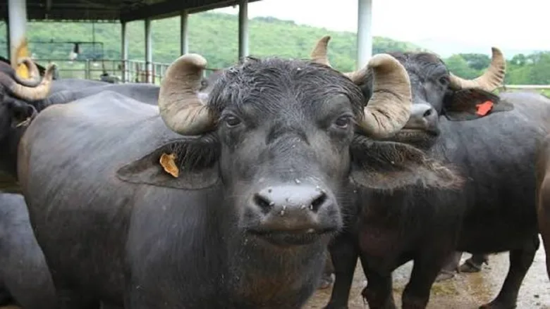 Purebred Murrah buffalo standing on a dairy farm in Haryana