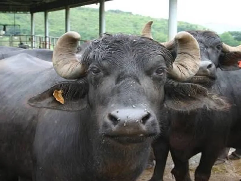 Purebred Murrah buffalo standing on a dairy farm in Haryana